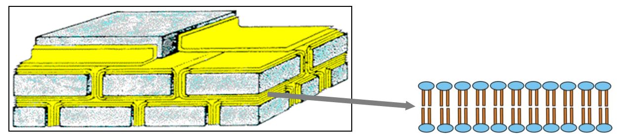 Simple brickwork model according to Landmann and the principle of a lipid bilayer
