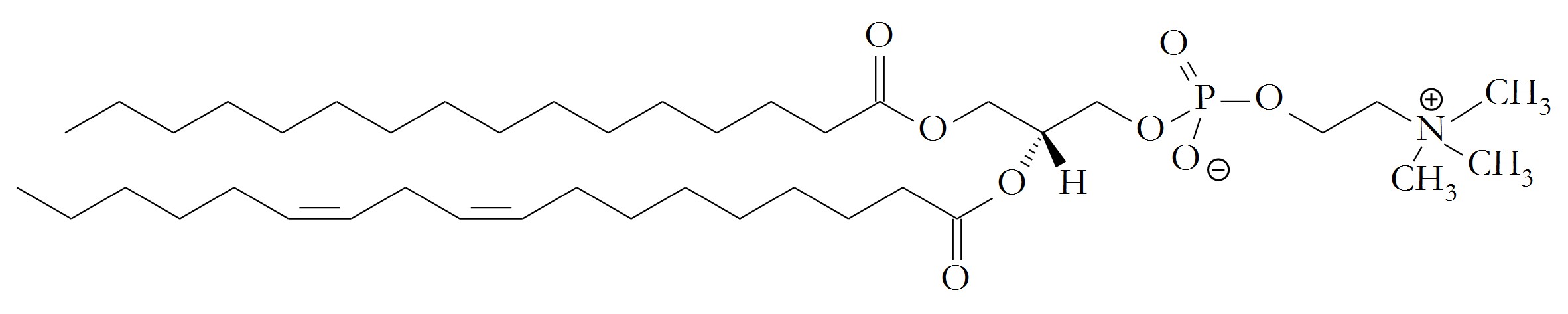 PC molecule with chemically bound linoleic acid and palmitic acid