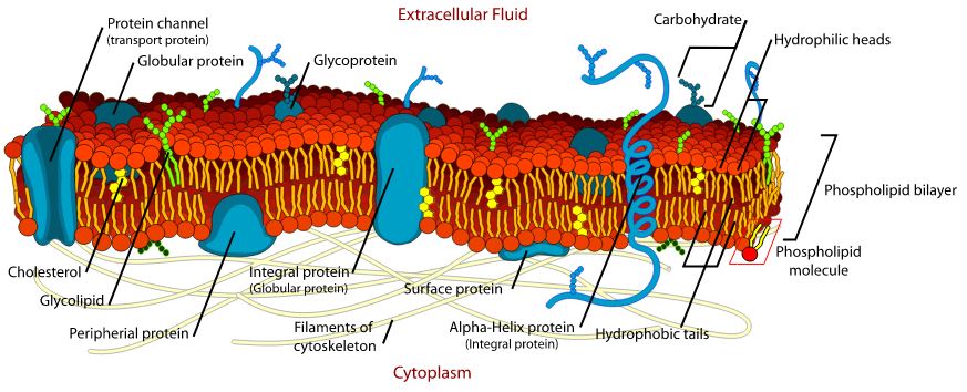 Structure of the cell membrane