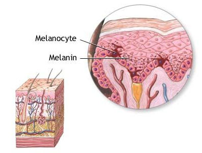 Melanocyte in the skin