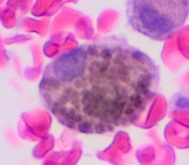 Microscopic image of a melanophage