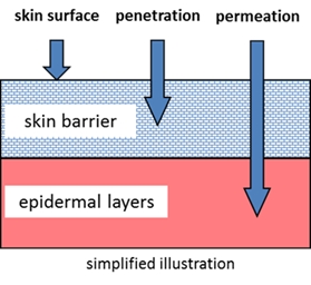 penetration and permeation