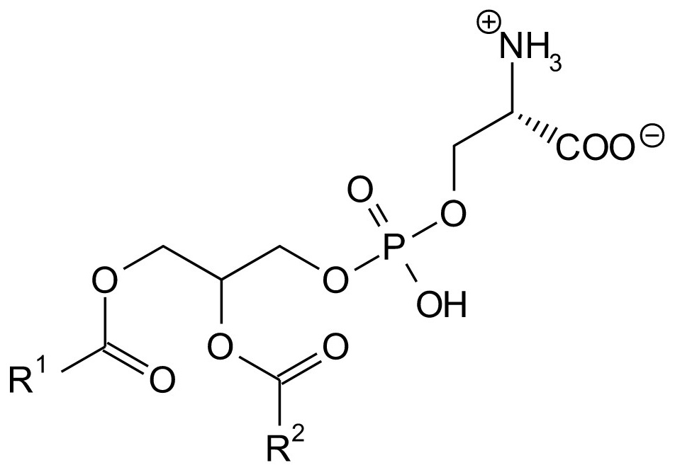 Phosphatidylserin