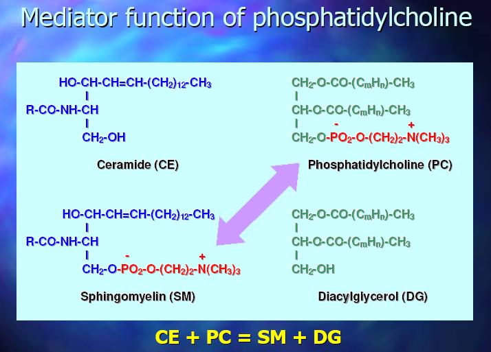phosphatidylcholine